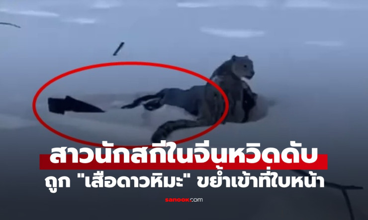 นาทีชีวิต! สาวสกีจีนหวิดดับ เข้าใกล้เสือดาวหิมะเซลฟี่ จนถูกขย้ำใบหน้า