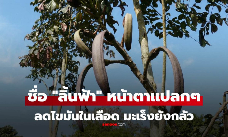 ขมแต่เด็ด! ลิ้นฟ้า (เพกา) ฝักแปลกต้านมะเร็ง ลดไขมันเลือด กลัวโรคร้ายต้องลอง